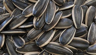 What is the history of melon seeds