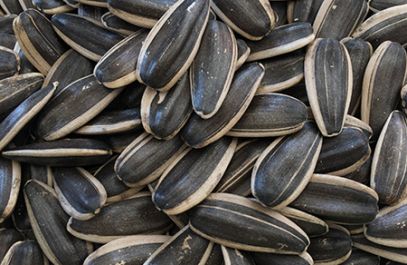 Types of melon seeds